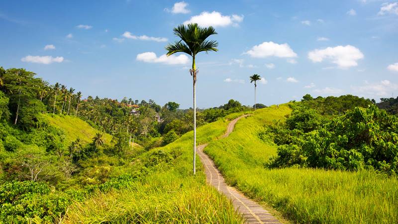 3 Free Things to Do in Ubud 3